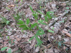 Vicia venosa baicalensis