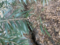 Melaleuca viminalis viminalis