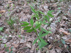 Vicia venosa baicalensis