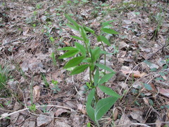 Vicia venosa baicalensis