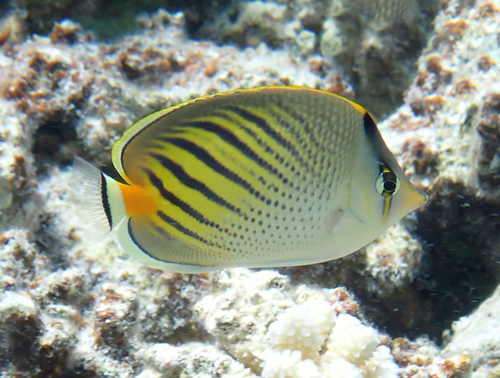 Chaetodon pelewensis observed 2026-10-07