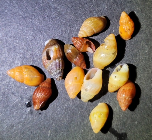 Amphissa versicolor observed 2026-10-06