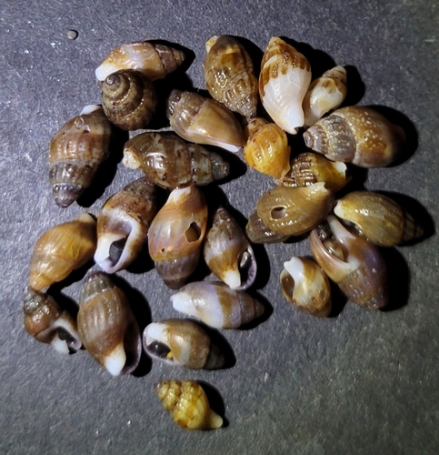 Amphissa versicolor observed 2026-10-06