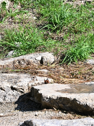Red Admiral