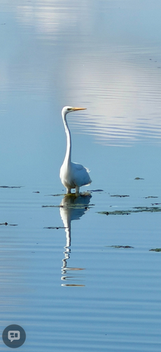 Great Egret