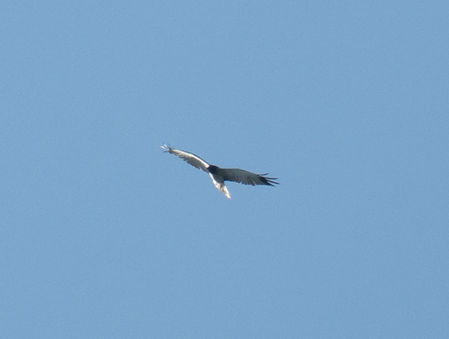 Eastern Marsh Harrier