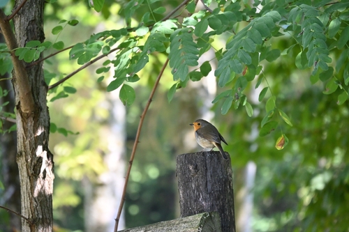European Robin