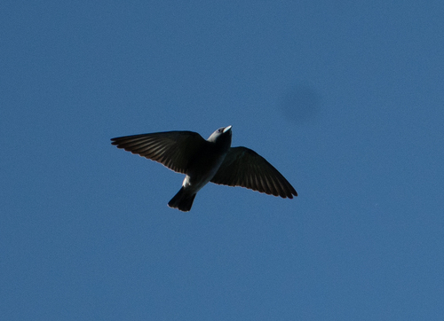 Ashy Woodswallow