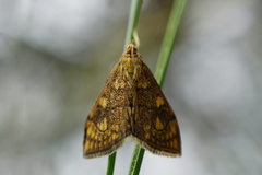 Anania verbascalis