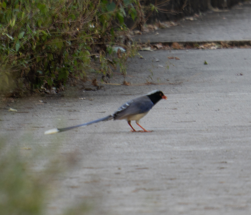Red-billed Blue-Magpie