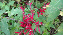 Salvia cinnabarina