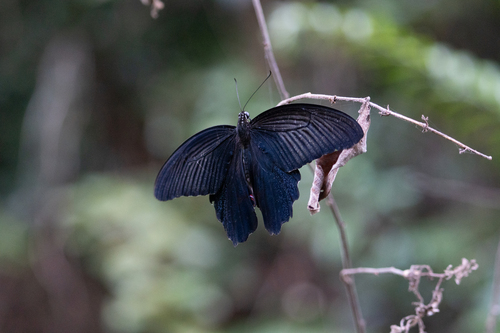 Spangle Swallowtail