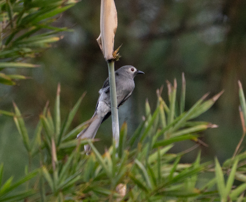 Ashy Drongo