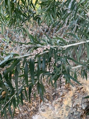 Melaleuca viminalis viminalis
