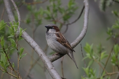 Passer domesticus