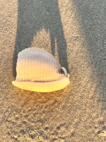 Phalium granulatum granulatum, 2026-10-07