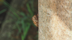 Cryptotympana atrata