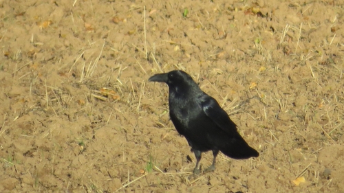 Common Raven