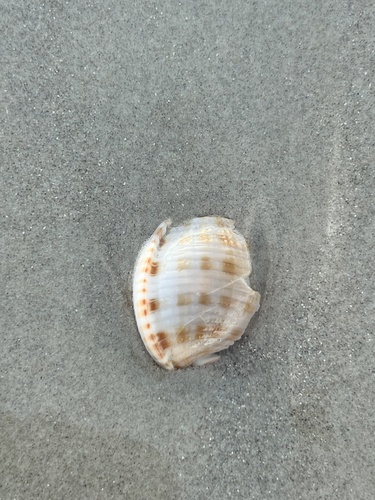 Phalium granulatum granulatum, 2026-10-07