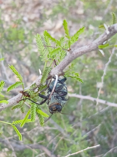 Gyascutus caelatus