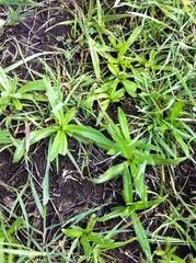 Hemizonia congesta lutescens