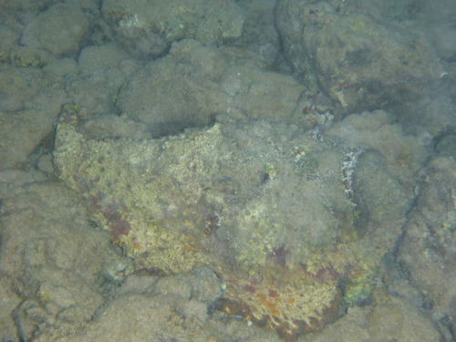 Synanceia verrucosa observed 2026-10-07