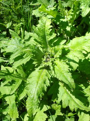 Cirsium oleraceum