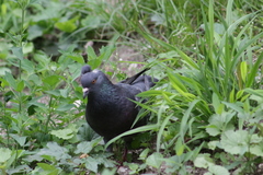 Columba livia domestica
