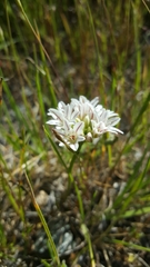 Allium lacunosum