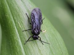 Phymatocera aterrima