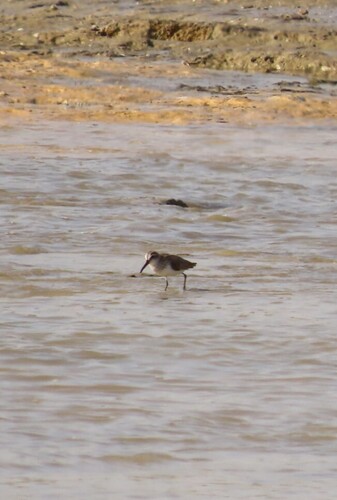 iNaturalist image