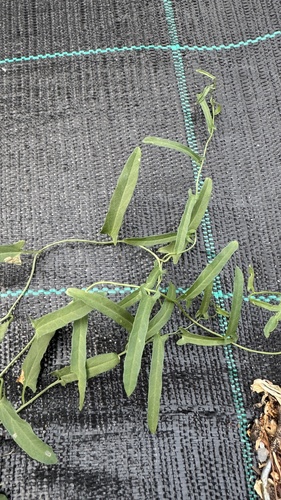 field bindweed