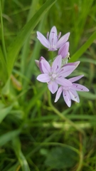 Allium unifolium