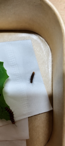 Nyctemera lacticinia