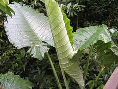 Alocasia robusta