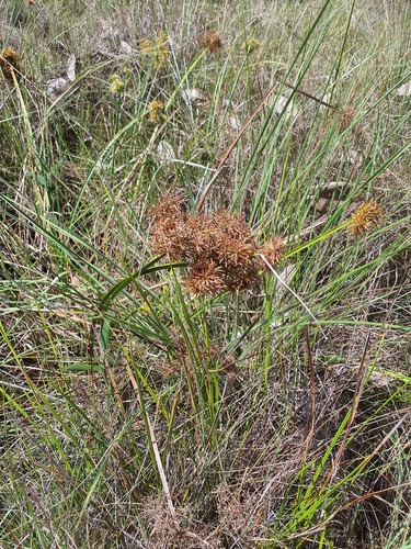 Cyperus haspan observed 2026-10-07