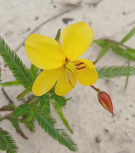 Chamaecrista mimosoides observed 2026-10-07