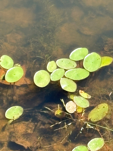 Watershield