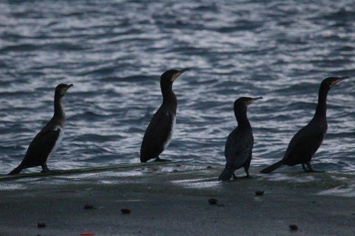 Great Cormorant