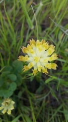 Trifolium fucatum