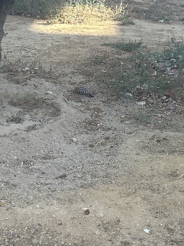 Common Hoopoe