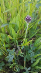 Trifolium albopurpureum