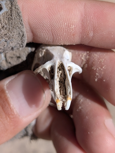 Neotoma lepida observed 2026-09-30