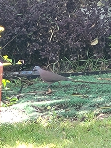 iNaturalist image