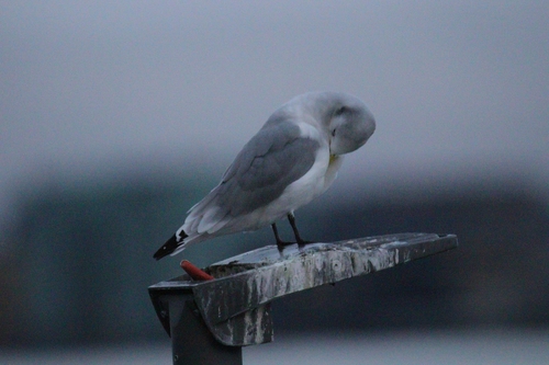 Black-legged Kittiwake
