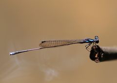 Prodasineura interrupta