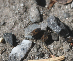 Trapezonotus arenarius
