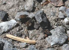Trapezonotus arenarius