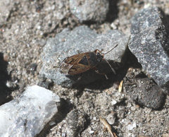 Trapezonotus arenarius