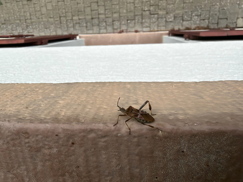 Western Conifer Seed Bug